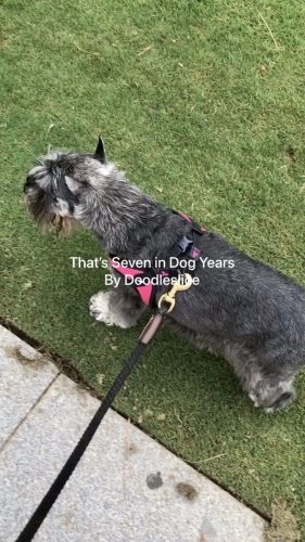That's seven in dog years - links to a video poem by Doodleslice